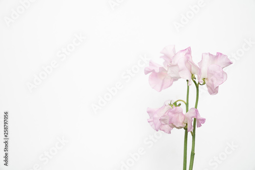 Delicate pink sweet pea bloom on white background with copy space