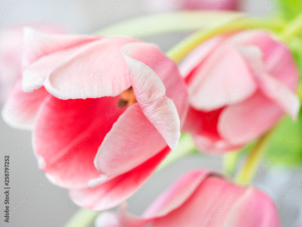 tulips petal in close up