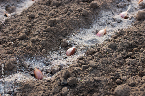 garlic cloves in the furrow with ash.