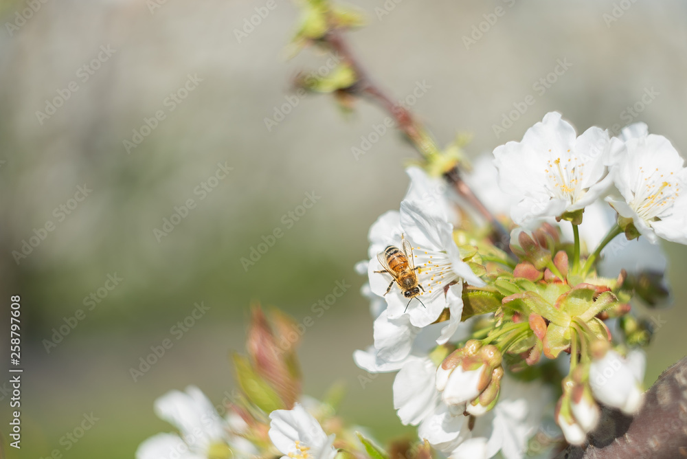 Fototapeta premium Bee laid on white flowers of a cherry tree