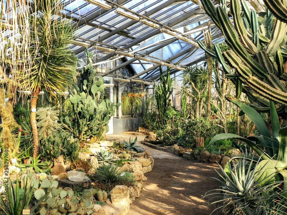 Evergreen palms and various cactuses in greenhouse/ palm tree in glasshouse, exotic tropical plants in sunny day, long stem and leafy succulents, pachypodium lamerei, african huge plant, sharp thorns.