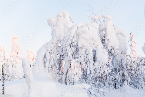 After snowfalls, tree branches bend under the weight of snow amidst deep impenetrable snowdrifts, emptiness, and silence in a cold winter icy day