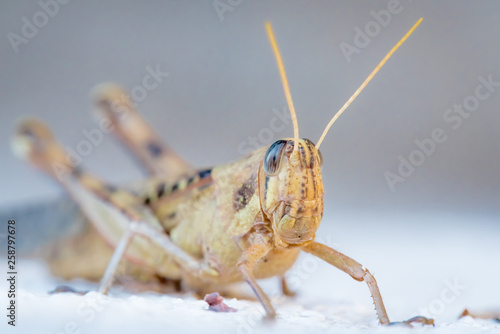 Large grasshopper at close range posing on an adobe wall