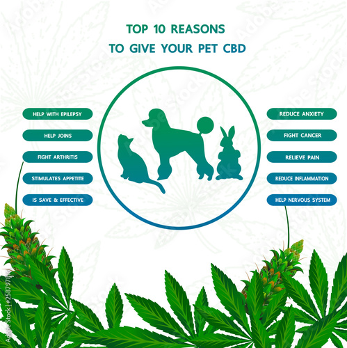 Cannabis benefits for pet health vector illustration.