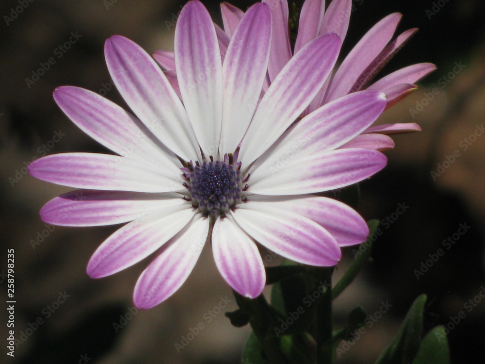 Fototapeta premium White Purple Flower