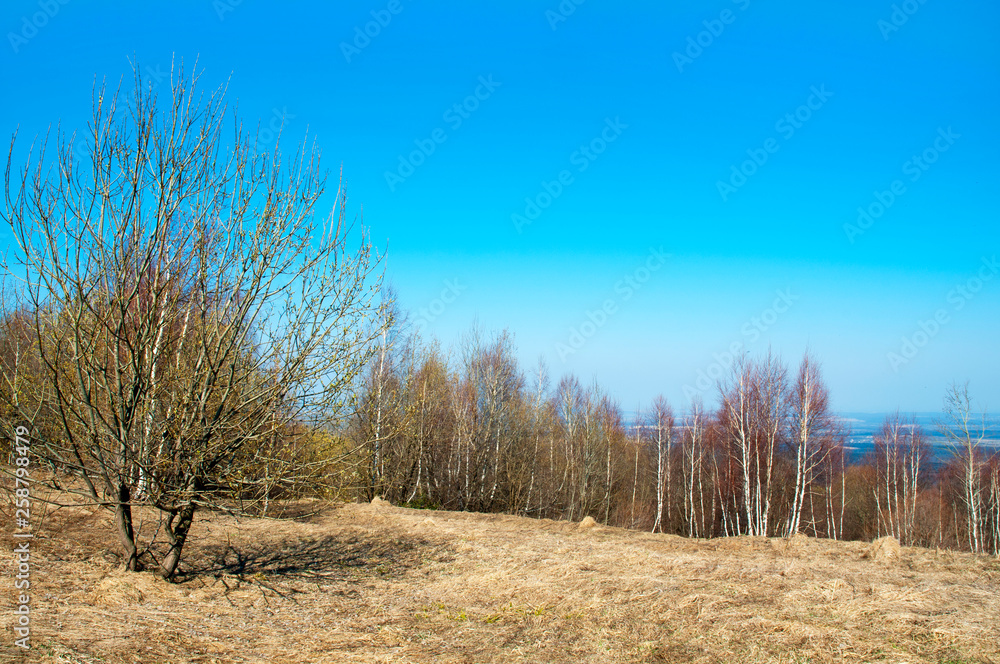 A beautiful spring day in the open-air valleys against the background of the forest and the blue sky A beautiful spring day in the open-air valleys against the background of the forest and the blue sky