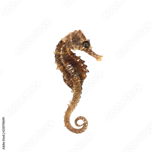 Closeup of a sea horse swimming on a white background