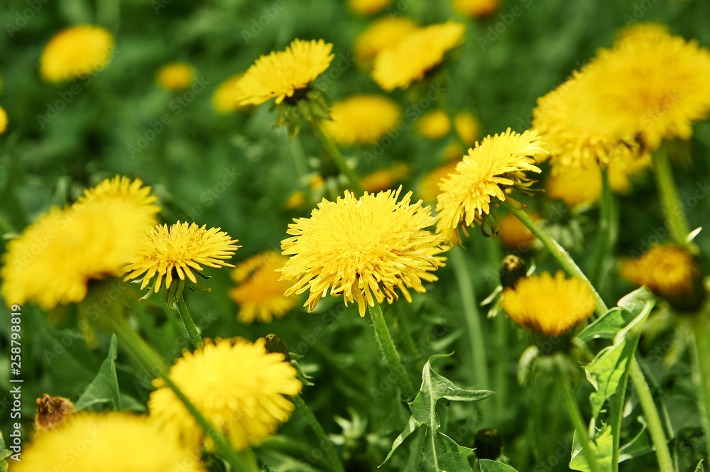 Yellow dandelion flowers.Taraxacum officinale. Dandelions field background on spring sunny day. Blooming dandelion. Yellow dandelion flowers.Taraxacum officinale. Dandelions field background on spring sunny day. Blooming dandelion.
