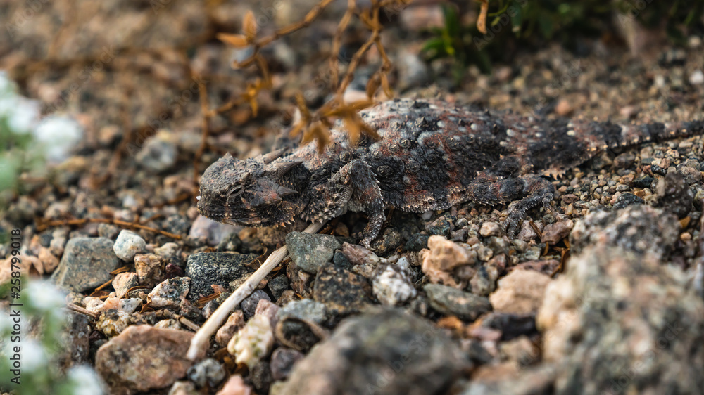 A camouflaged horn toad is hiding on the desert floor. 