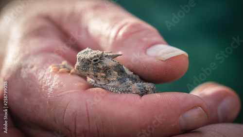 A desert horned toad being held in a mans hand.  © buttbongo