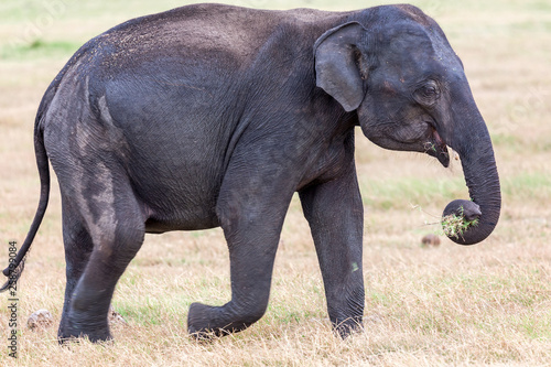 Close up of young wild Indian elephant running with trunk full of grass