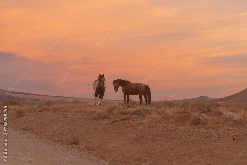 Wild Horses at sunset in the Utah Desert Wild Horses at sunset in the Utah Desert