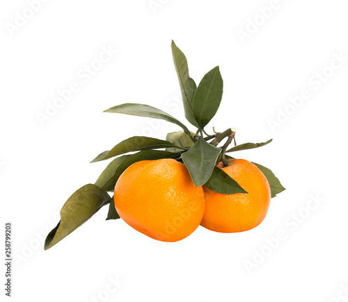 Tangerines fruit on branch with green fresh leaves isolated on white background. Without a shadow