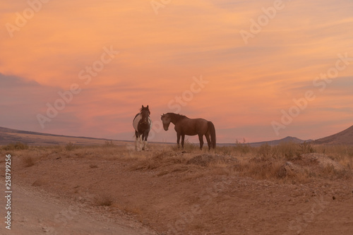 Wild Horses at sunset in the Utah Desert