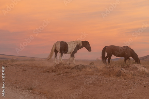 Wild Horses at sunset in the Utah Desert