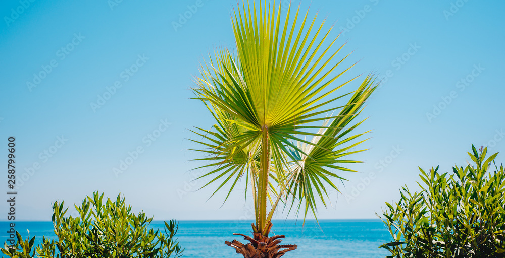 Fototapeta premium Green palm tree's leaf against blue sky and sea background. Tropical landscape