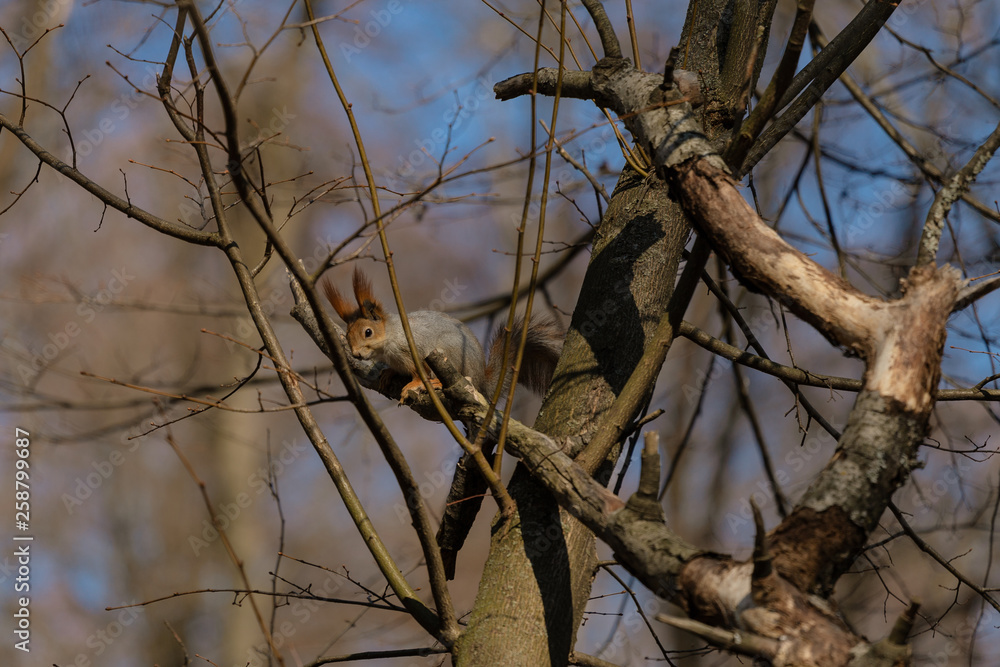 Squirrel in the park in early spring