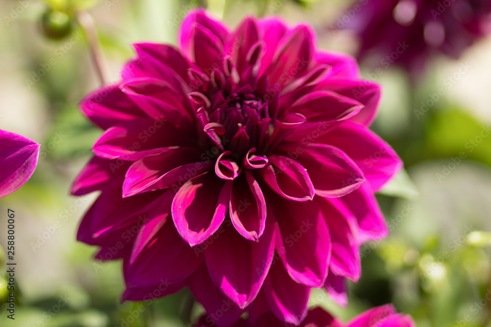 Fototapeta premium Chrysanthemum