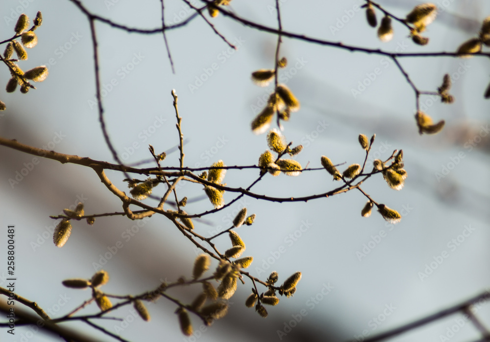 green maple buds in spring close up green maple buds in spring close up