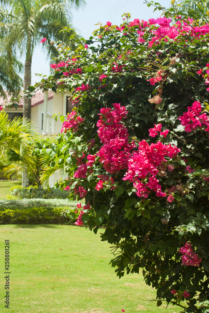 Red tropical flowers on green bushes