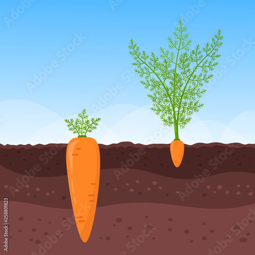 Big and small carrots growing underground