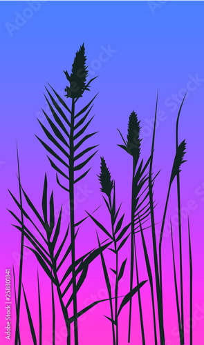 Silhouette of grass and sunset