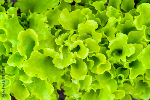 Agricultural field with green leaf lettuce salad on garden bed in vegetable field. Gardening background with green lettuce plants. Organic health food vegan vegetarian diet concept