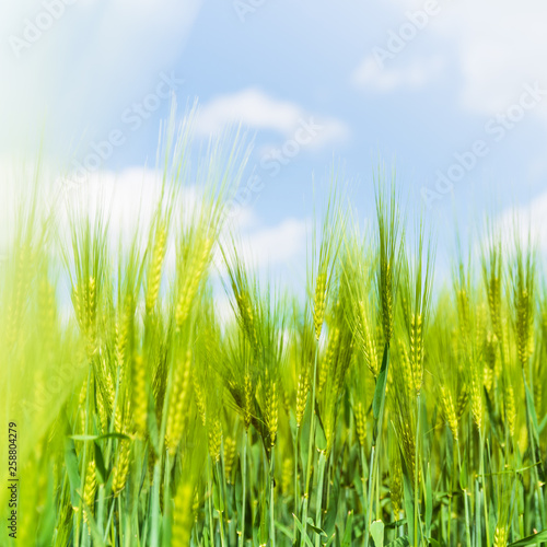 Ears of green rye with blue sky on background  natural background