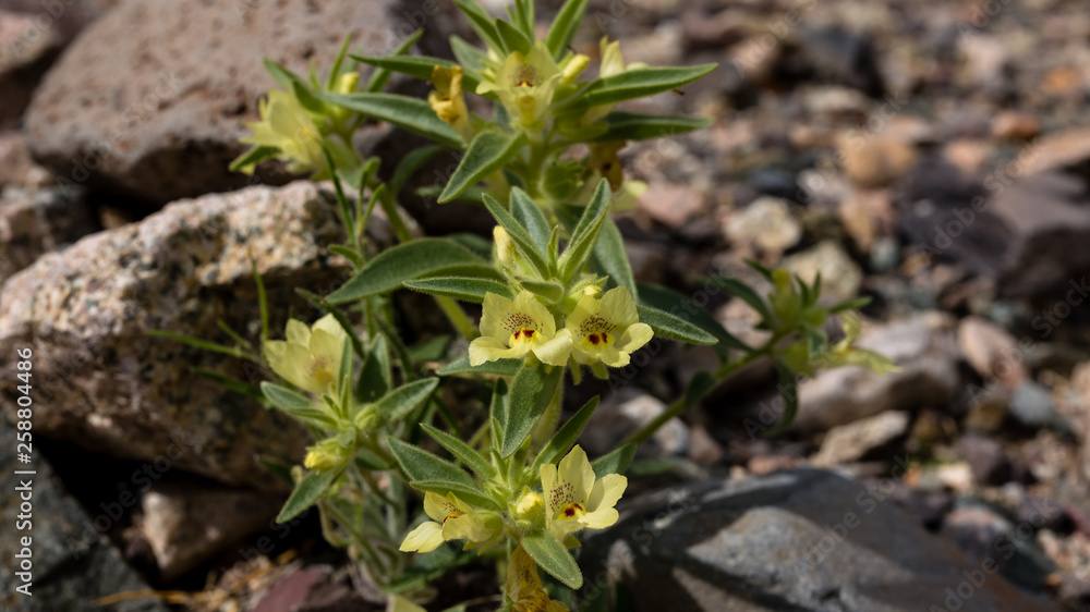 Golden desert snapdragon Mohavea breviflora in bloom with hairy leaves and stems. Golden desert snapdragon Mohavea breviflora in bloom with hairy leaves and stems.