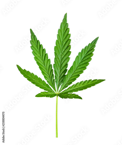 Cannabis leaf isolated on white. Hemp leaf close up. Marijuana drugs is produced from Cannabis leaf.