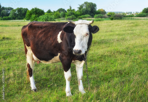 Cow grazing on the farm.