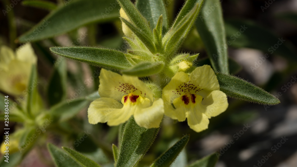 Golden desert snapdragon Mohavea breviflora in bloom with hairy leaves and stems. Golden desert snapdragon Mohavea breviflora in bloom with hairy leaves and stems.