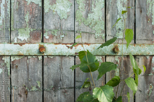 Green branch on the background of an old wooden wall