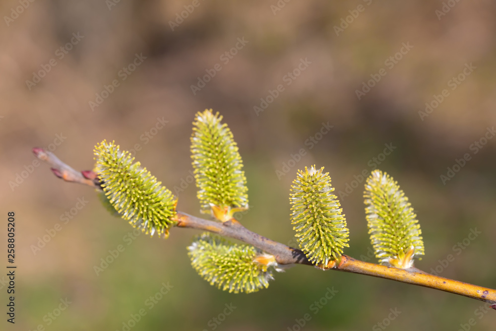 beautiful fluffy sprig of Weeping willow blossomed in early spring with shallow focus and space for text. Easter Concept. Salix caprea. beautiful fluffy sprig of Weeping willow blossomed in early spring with shallow focus and space for text. Easter Concept. Salix caprea.