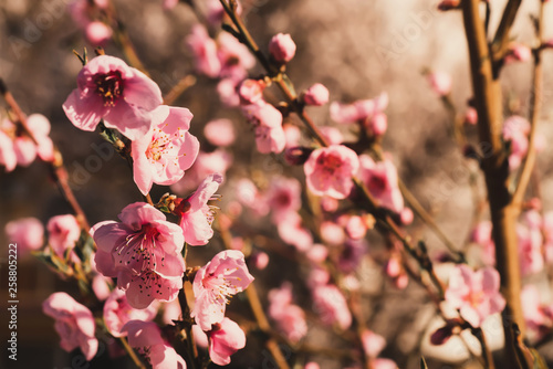delicate pink flowers of plum tree in early spring