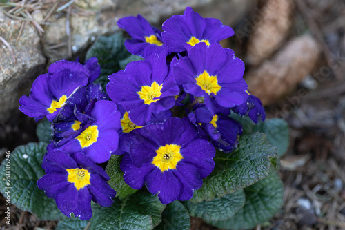 Blooming flower primula with blue bloom in the spring garden. Easter time. Shallow focus with bokeh