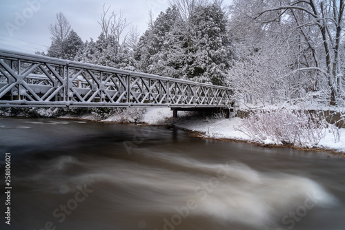 bridge in the forest