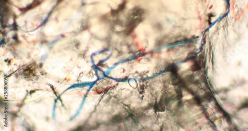 Microskopie eines Bakteriums