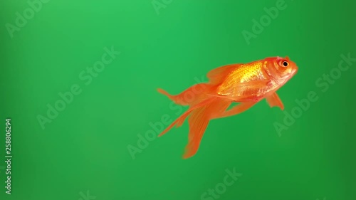 Beautiful bright fish swimming on an isolated background