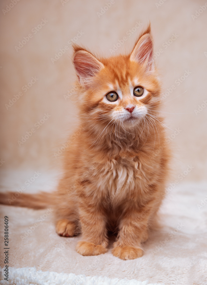 Funny adorable red solid maine coon kitten sitting with beautiful brushes on the ears on soft background. Closeup Funny adorable red solid maine coon kitten sitting with beautiful brushes on the ears on soft background. Closeup