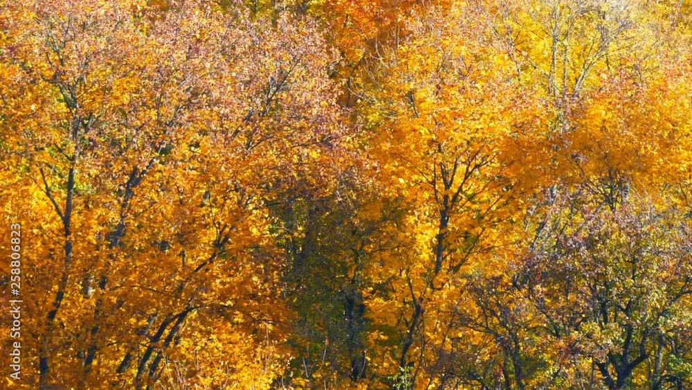 Picturesque landscape colorful autumn foliage on trees in the forest in nature Picturesque landscape colorful autumn foliage on trees in the forest in nature