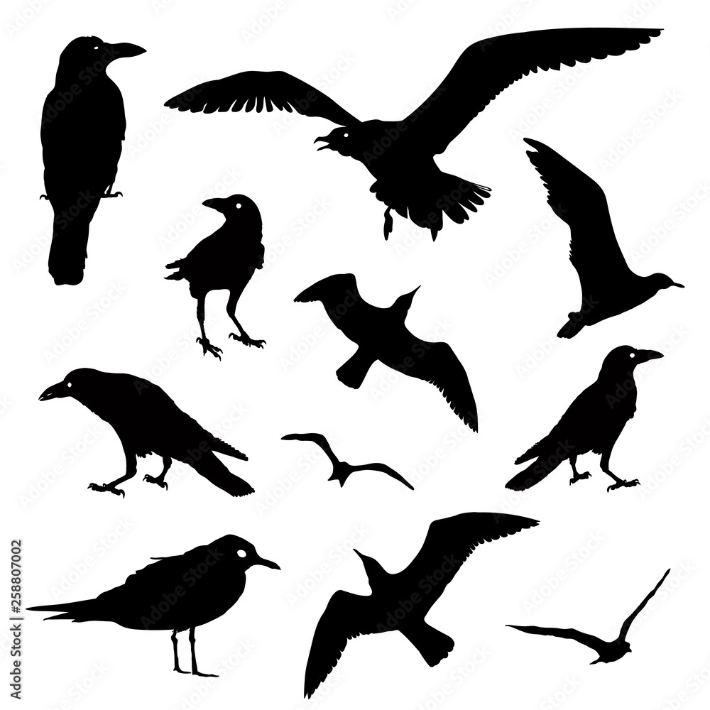 Collection of Bird Silhouettes Collection of Bird Silhouettes