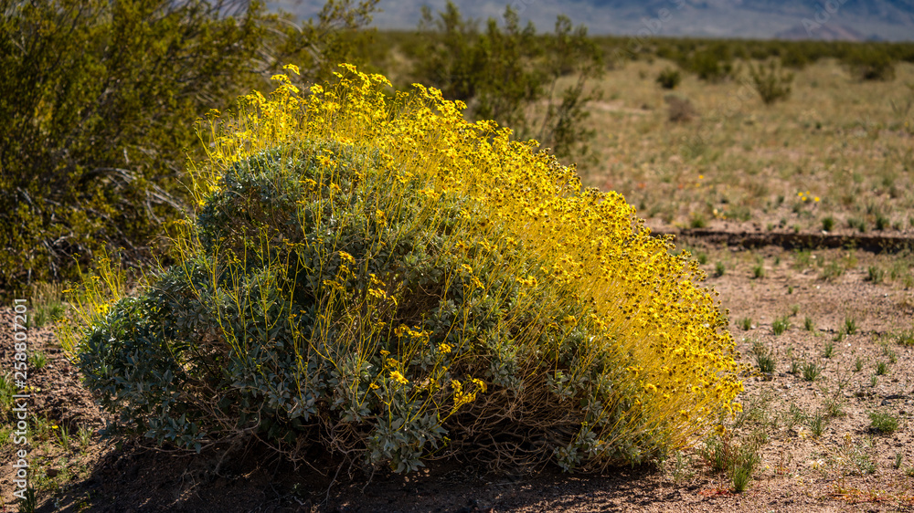 Brittle bush in full bloom in Mojave desert with bright yellow daisy like flowers. 