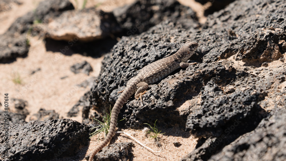 Desert Iguana sunning on a rock Desert Iguana sunning on a rock