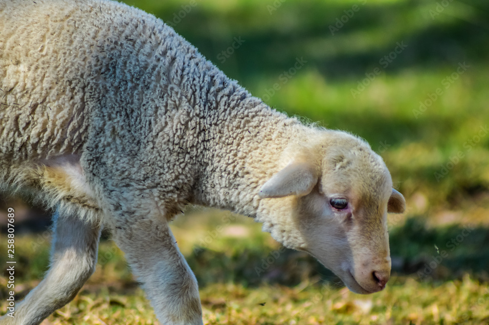 A cute Merino or Merinolandschaf lamb grazing in green pasture in a faarm A cute Merino or Merinolandschaf lamb grazing in green pasture in a faarm