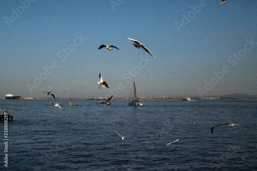 Men and Seagulls 