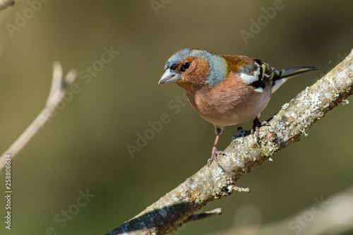 Common chaffinch in a closeup