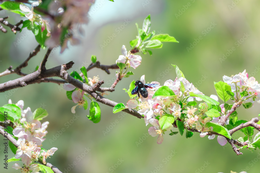 Pair of bumblebees carpenters (xylocopa) to mate in almond blossom Pair of bumblebees carpenters (xylocopa) to mate in almond blossom