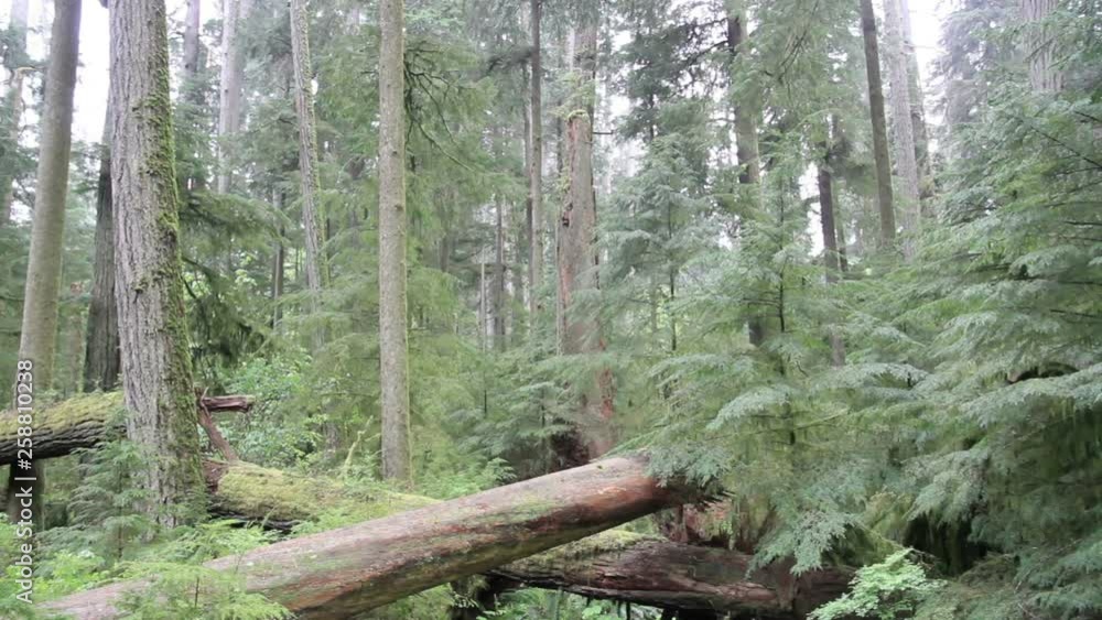 Felled trees in old Forest Vancouver Island Steady shot of Felled trees in old Forest Vancouver Island Canada Felled trees in old Forest Vancouver Island Steady shot of Felled trees in old Forest Vancouver Island Canada