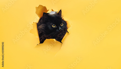 Photography Funny black cat looks through ripped hole in yellow paper